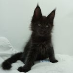 Black Shadow x Good Girl