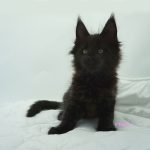 Black Shadow x Good Girl