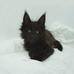Black Shadow x Good Girl