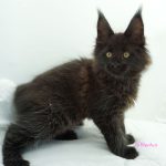 Black Shadow x Good Girl