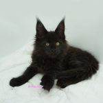 Black Shadow x Good Girl