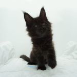 Black Shadow x Good Girl