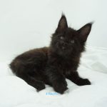 Black Shadow x Good Girl