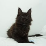 Black Shadow x Good Girl