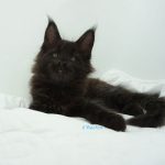 Black Shadow x Good Girl