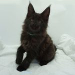 Black Shadow x Good Girl