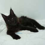 Black Shadow x Good Girl