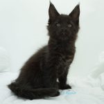 Black Shadow x Good Girl