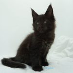 Black Shadow x Good Girl