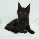 Black Shadow x Good Girl