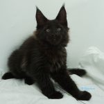 Black Shadow x Good Girl