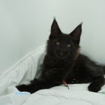 Black Shadow x Good Girl