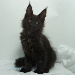 Black Shadow x Good Girl