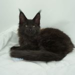 Black Shadow x Good Girl