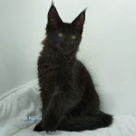 Black Shadow x Good Girl
