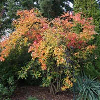 Unser Garten