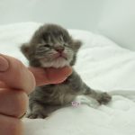 Black Shadow x Vera Velicita