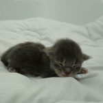 Black Shadow x Vera Velicita