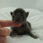 Black Shadow x Vera Velicita Black Shadow x Vera Velicita