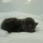 Black Shadow x Vera Velicita Black Shadow x Vera Velicita