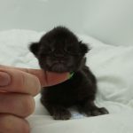 Black Shadow x Vera Velicita