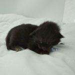 Black Shadow x Vera Velicita Black Shadow x Vera Velicita