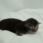 Black Shadow x Vera Velicita Black Shadow x Vera Velicita