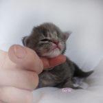 Black Shadow x Vera Velicita