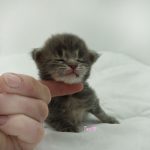 Black Shadow x Vera Velicita