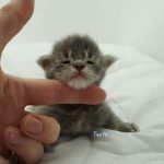 Black Shadow x Vera Velicita