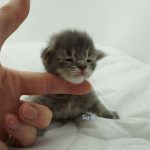 Black Shadow x Vera Velicita