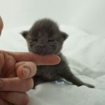 Black Shadow x Vera Velicita