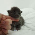 Black Shadow x Vera Velicita Black Shadow x Vera Velicita