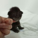 Black Shadow x Vera Velicita Black Shadow x Vera Velicita