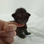 Black Shadow x Vera Velicita