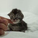 Black Shadow x Vera Velicita Black Shadow x Vera Velicita