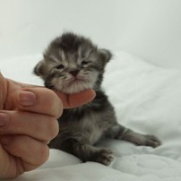 Black Shadow x Vera Velicita