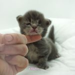 Black Shadow x Vera Velicita Black Shadow x Vera Velicita