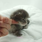 Black Shadow x Vera Velicita Black Shadow x Vera Velicita