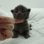 Black Shadow x Vera Velicita Black Shadow x Vera Velicita