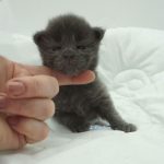 Black Shadow x Vera Velicita Black Shadow x Vera Velicita