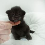 Black Shadow x Vera Velicita Black Shadow x Vera Velicita