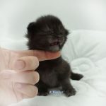 Black Shadow x Vera Velicita Black Shadow x Vera Velicita