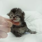 Black Shadow x Vera Velicita Black Shadow x Vera Velicita