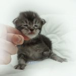 Black Shadow x Vera Velicita Black Shadow x Vera Velicita