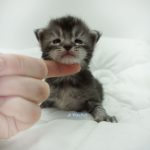 Black Shadow x Vera Velicita Black Shadow x Vera Velicita