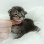 Black Shadow x Vera Velicita Black Shadow x Vera Velicita