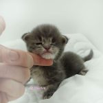 Black Shadow x Vera Velicita Black Shadow x Vera Velicita