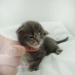 Black Shadow x Vera Velicita Black Shadow x Vera Velicita