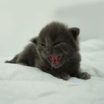 Black Shadow x Vera Velicita Black Shadow x Vera Velicita